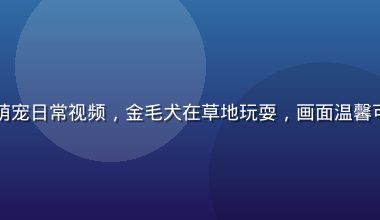 蜜桃视频用户拍摄萌宠日常视频，金毛犬在草地玩耍，画面温馨可爱，自然光线柔和